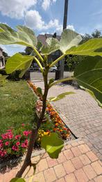 Drie jaar oude vijgenplant (145cm hoog), Tuin en Terras, Ophalen, 100 tot 250 cm