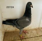 Jonge Schalie ‘24, Pigeon voyageur, Mâle