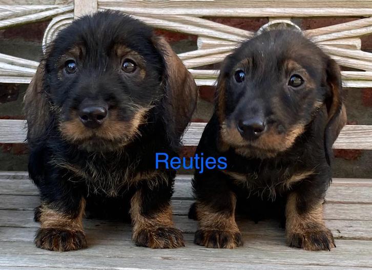 Ruwharige dwergteckel (ouders DNA getest), Dieren en Toebehoren, Honden | Teckels en Dashonden, Meerdere dieren, Ruwhaar, Dwerg