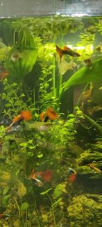 Guppy jongen, Dieren en Toebehoren, Vis, Zoetwatervis