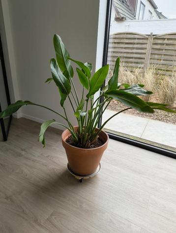 Strelitzia Nicolai Paradijsvogelplant met Terracotta pot beschikbaar voor biedingen