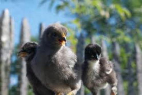 bleu de landes kuikens kuikentjes ruime keuze, Dieren en Toebehoren, Pluimvee, Kip, Vrouwelijk