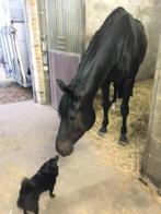 te koop : merrie, Dieren en Toebehoren, Paarden, Onbeleerd, Merrie, Gechipt, 3 tot 6 jaar