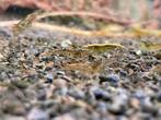 wildkleur garnalen, Kreeft, Krab of Garnaal, Zoetwatervis, Schoolvis