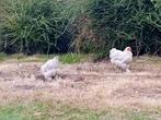 2brahma kriel hennen 1jonge haan, Dieren en Toebehoren