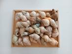 Lot d'anciens coquillages : 38 bulots, Collections, Minéraux & Fossiles, Enlèvement, Coquillage(s)