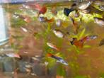 Guppy's te koop, Dieren en Toebehoren