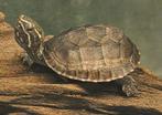 Baby waterschildpad, Dieren en Toebehoren