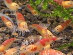 Abeille calceo rouge (crevettes caridina), Animaux & Accessoires, Poissons | Poissons d'aquarium