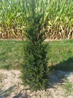 Taxus (riemst), Enlèvement, Taxus