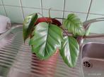 PHILODENDRON MAYOI monstera plante verte interieur, Maison & Meubles, Plantes d'intérieur, Autres espèces, Enlèvement ou Envoi