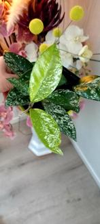 Hoya carnosa stardust splash, Huis en Inrichting, Ophalen