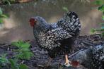 Wyandotte zilver zwart gezoomd  kweektrio te koop, Meerdere dieren, Kip