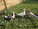 Duifjes te koop vanwegen roofvogels zie beschrijving, Dieren en Toebehoren