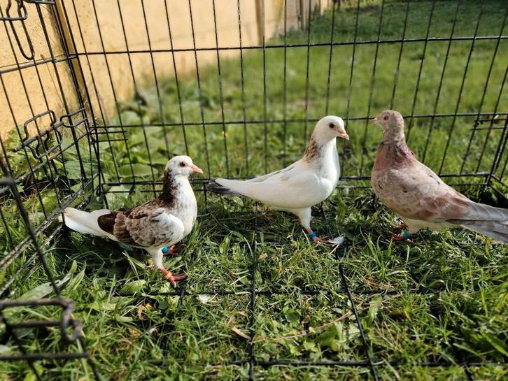 Duifjes te koop vanwegen roofvogels zie beschrijving, Dieren en Toebehoren, Vogels | Duiven