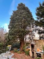 Boom gratuitement, Enlèvement