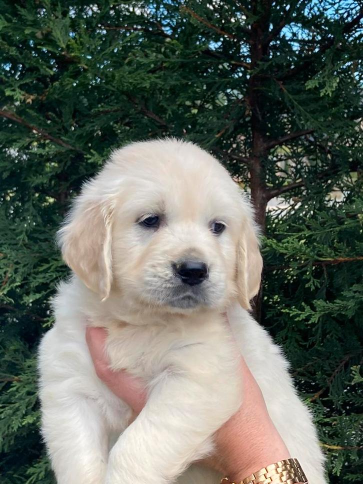 Golden retriever pups, Dieren en Toebehoren, Honden | Retrievers, Spaniëls en Waterhonden, Meerdere dieren, Golden retriever, Particulier
