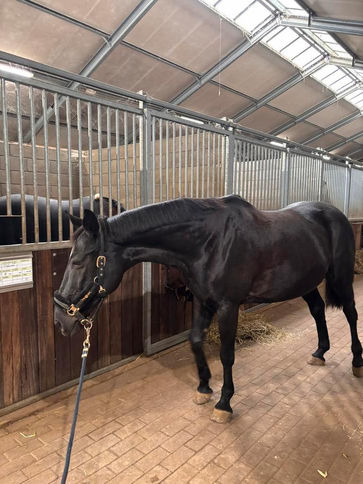 Mooie zwarte 11 jarige merrie te koop, Dieren en Toebehoren, Paarden, Merrie