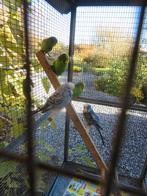 Engelse en golvende parkieten, Dieren en Toebehoren