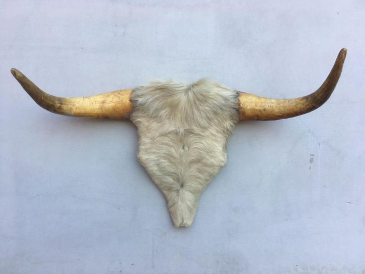 Koe of stierenkop met hoorns en stuk kop met vacht, Verzamelen, Dierenverzamelingen, Gebruikt, Gewei of Kop, Boerderijdier, Ophalen of Verzenden