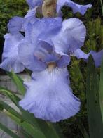 Iris germanica diverses couleurs, Tuin en Terras, Planten | Tuinplanten, Vaste plant, Lente, Overige soorten, Ophalen