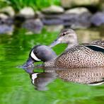 blauwvleugeltaling, Dieren en Toebehoren