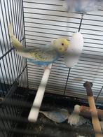 Te koop mannen grasparkieten, Animaux & Accessoires, Oiseaux | Perruches & Perroquets, Mâle, Perroquet, Domestique