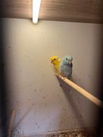 Forpus lutino pop, Dieren en Toebehoren, Vogels | Parkieten en Papegaaien, Geringd