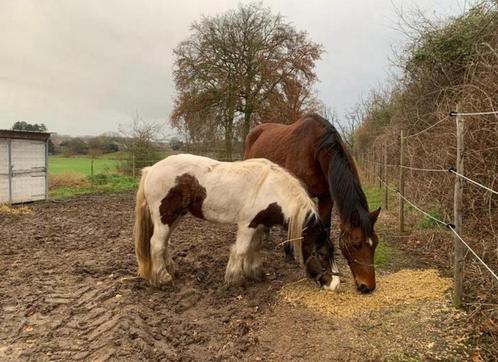Braaf recreatie paard en lieve therapie pony, Dieren en Toebehoren, Paarden, Merrie, 175 cm of meer, 11 jaar of ouder, Recreatiepaard