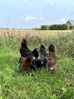 Jonge tamme Araucana kippen hennen gesekst en ingeënt, Vrouwelijk, Kip