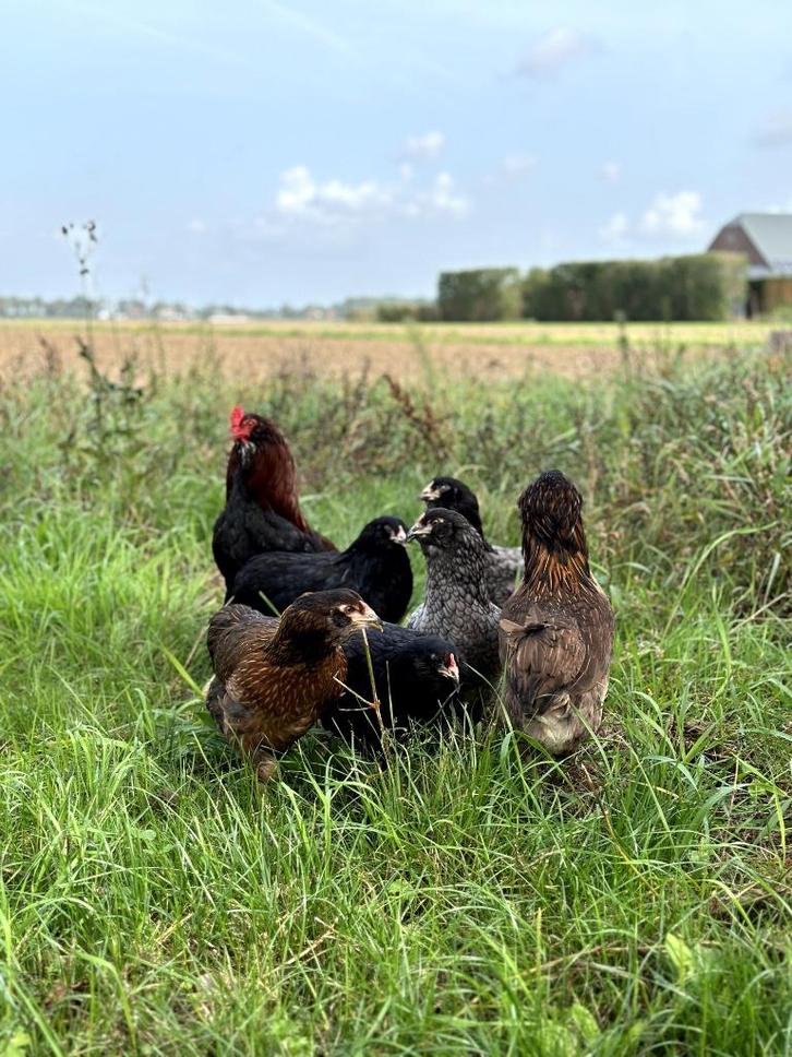 Jonge tamme Araucana kippen hennen gesekst en ingeënt, Dieren en Toebehoren, Pluimvee, Kip, Vrouwelijk