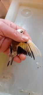 Vrouwelijke distelvink parva adelaarskop, Dieren en Toebehoren, Vrouwelijk, Wildzangvogel, Geringd