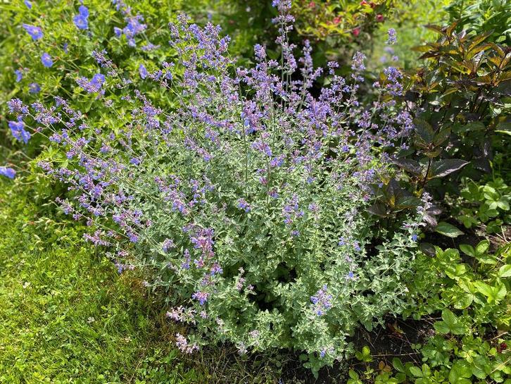Nepeta ( Kattekruit ), Tuin en Terras, Planten | Tuinplanten, Vaste plant, Ophalen of Verzenden