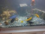 Un lot de 20 à 25 chiclids à vendre !, Animaux & Accessoires, Poisson, Poisson d'eau douce, Banc de poissons