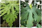 HONINGVIJG LAAGSTAM "GOUTTE D'OR", 1,5/+ M, IN POT, 18€/st., Tuin en Terras, Planten | Tuinplanten, Ophalen of Verzenden, Vaste plant