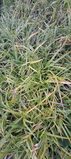 Carex morrowii 'Ice Dance', Tuin en Terras, Ophalen, Vaste plant, Bodembedekkers