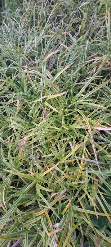 Carex morrowii 'Ice Dance' beschikbaar voor biedingen