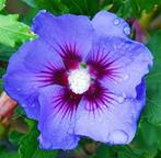 UPERBES hibiscus oiseau bleu en pot de 4l  OFFRE CHOC 25€, Jardin & Terrasse, Enlèvement ou Envoi