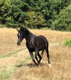 Zwarte arabische volbloed, Dieren en Toebehoren, Paarden, Merrie, Gechipt, 7 tot 10 jaar