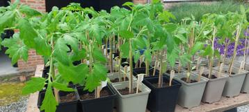 Tomatenplanten uit eigen kweek - raszuiver