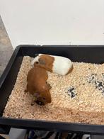 Cavia beertjes., Dieren en Toebehoren, Cavia, Mannelijk, November, Tam