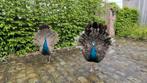 Paon nigripenne mâle et un paon bleu mâle, Domestique, Oiseau tropical, Mâle