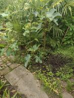 Vijgenboom, Tuin en Terras, Planten | Bomen, Ophalen