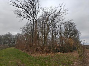perceel bosgrond met loofhout (eik) beschikbaar voor biedingen