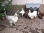 Zijdehoen USA, Dieren en Toebehoren, Pluimvee, Meerdere dieren, Kip