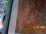Aquariumvissen Guppies, endler gup, en plattys eigen kweek, Dieren en Toebehoren