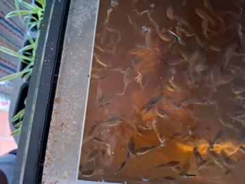 Aquariumvissen Guppies, endler gup, en plattys eigen kweek  beschikbaar voor biedingen