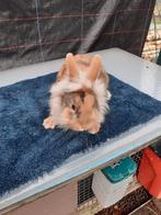 Dwerg konijnen mannetjes 11weken oud 10€, Nain