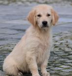 Chiots Golden Retriever, Golden retriever, Chienne, Belgique, Plusieurs