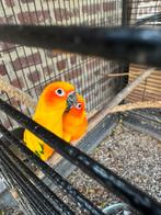 Conure soleil, Animaux & Accessoires